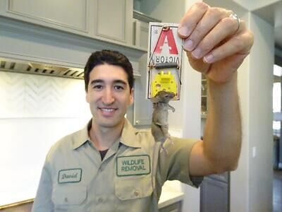 Fairfax County pest control